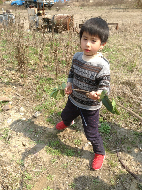植树节采草莓植树活动