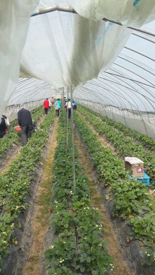 植树节采草莓植树活动